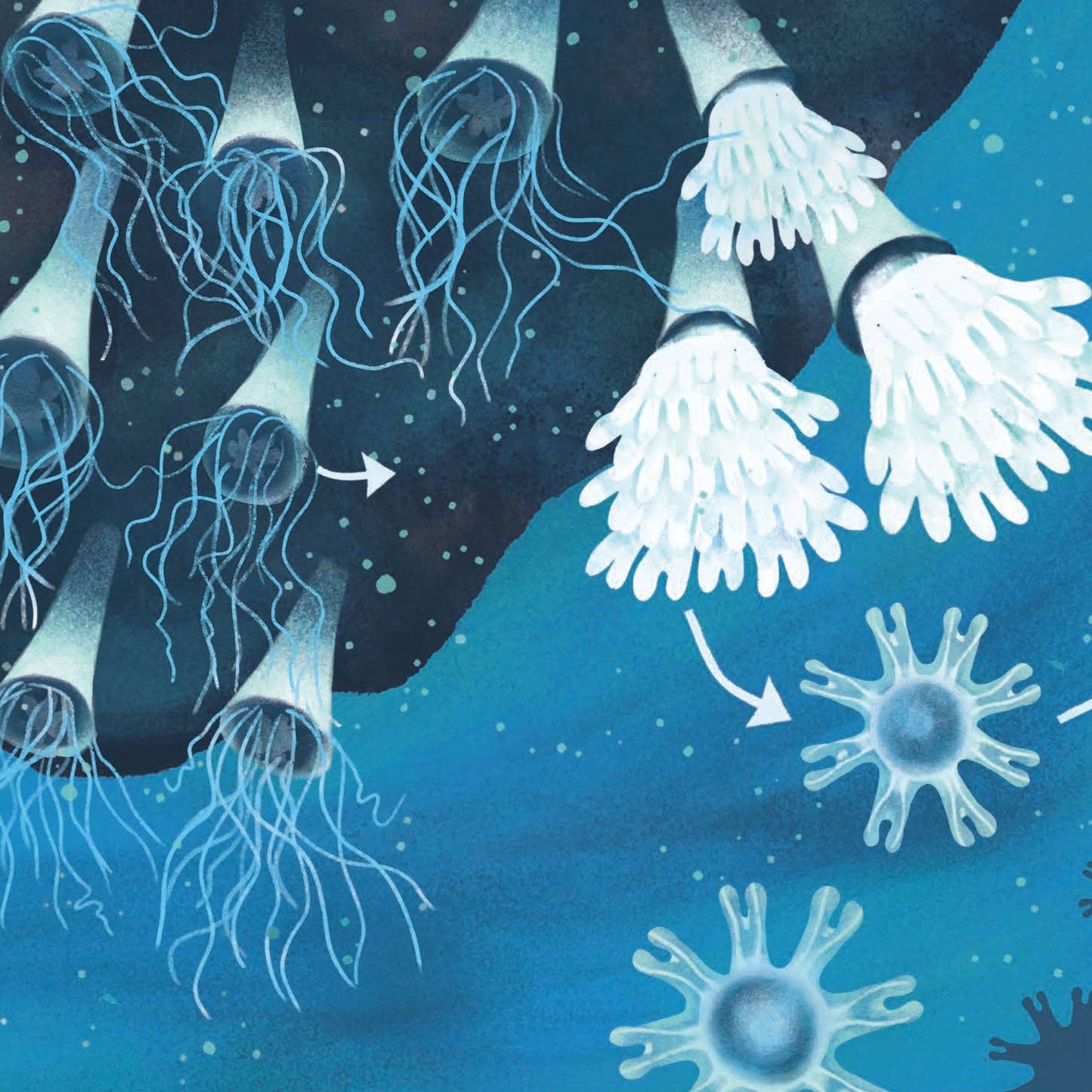 SECRETS OF THE JELLIES BOOK